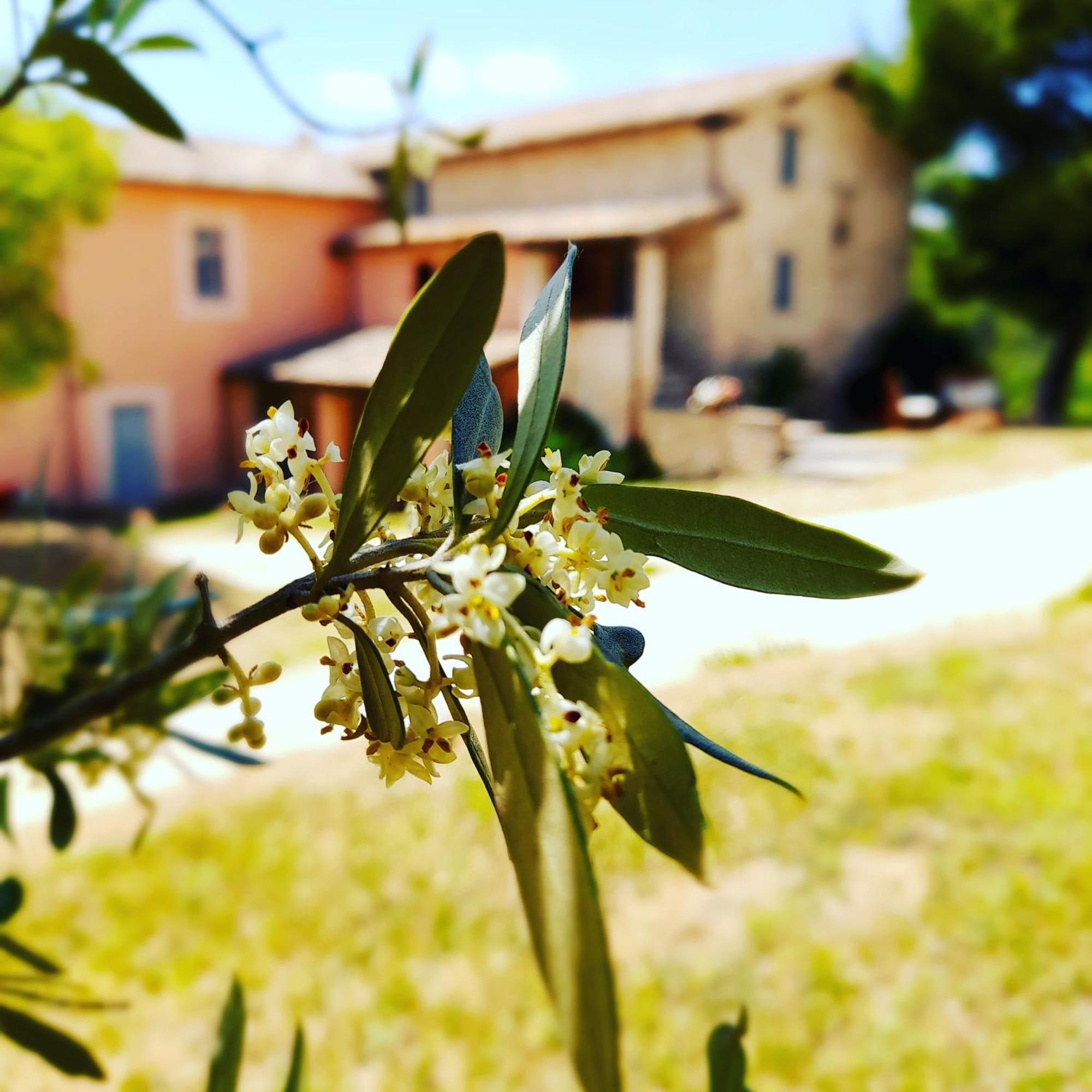 Tenuta San Felice Giano dellʼUmbria Extérieur photo