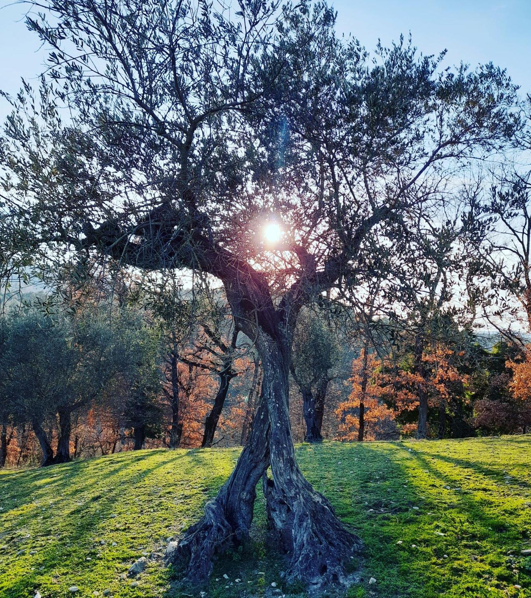 Tenuta San Felice Giano dellʼUmbria Extérieur photo